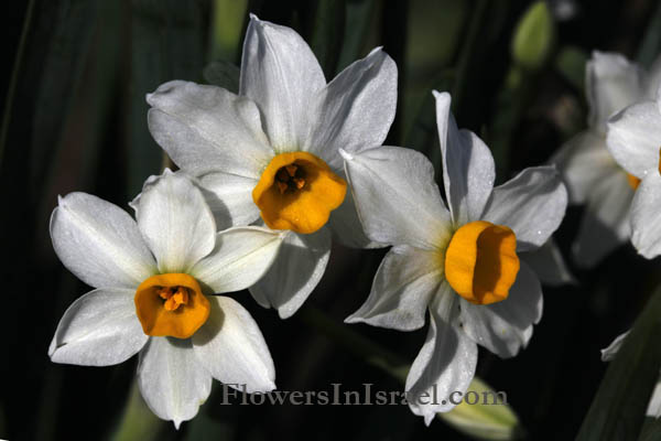 Narcissus tazetta, bunchflower daffodil, polyanthus narcissus, נרקיס מצוי