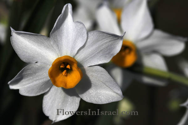 Narcissus tazetta, bunchflower daffodil, polyanthus narcissus, נרקיס מצוי