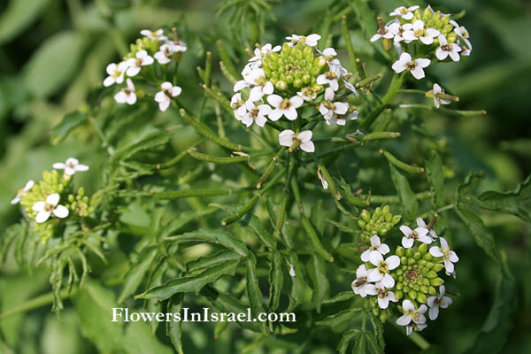 Israel Flora, send flowers
