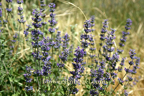 Native plants of Palestine