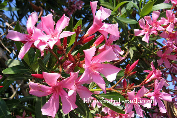 oleander standard tree