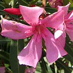 Nerium oleander, Israel, Flowers, Native Plants