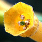 Nicotiana glauca, ישראל, פרחים, פרחי בר, פרחים צהובים