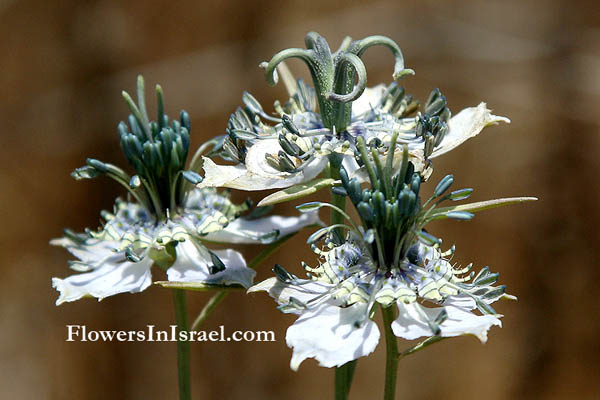 Nigella arvensis, Love-in-a-mist, קצח השדה