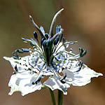 Nigella arvensis, Israel, Light Blue Flowers