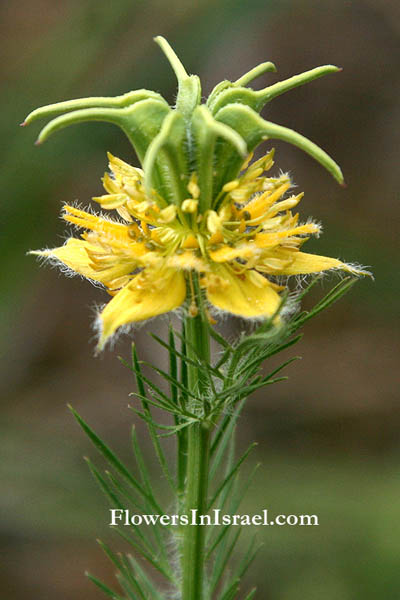 Nigella ciliaris, Ciliate Love-In-A-Mist, קצח ריסני 