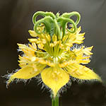 Nigella ciliaris, ישראל, פרחים, פרחי בר, פרחים צהובים