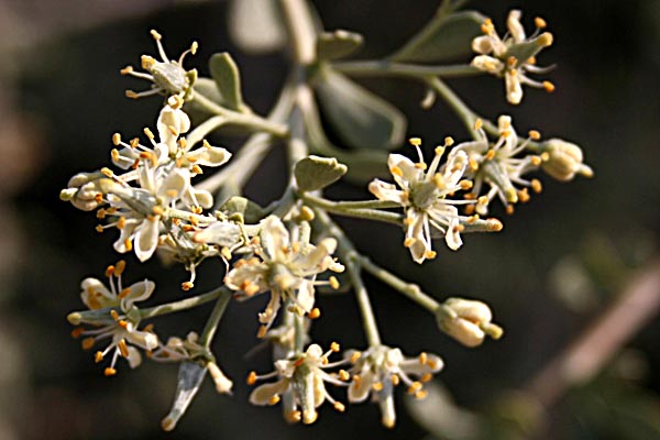 Nitraria retusa, Nitraria tridentata, Salt tree, ימלוח פגום ,غرقد كليل  