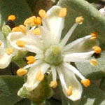 Nitraria retusa, Israel Wildflowers, cream flowers