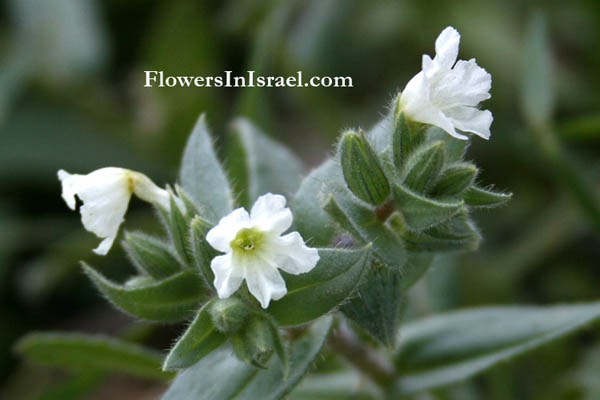 Flowers of the Bible, biblical plants, bloemen in Israel, Bloemen in de Bijbel