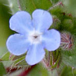 Nonea obtusifolia, Israel, Light Blue Flowers