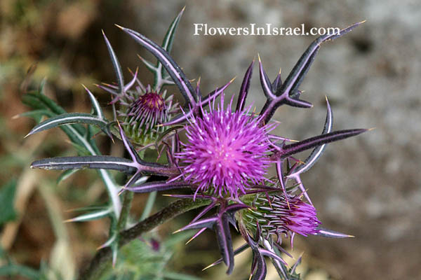 Notobasis syriaca, Cirsium syriacum, Cnicus syriacus, Syrian Thistle, ברקן סורי