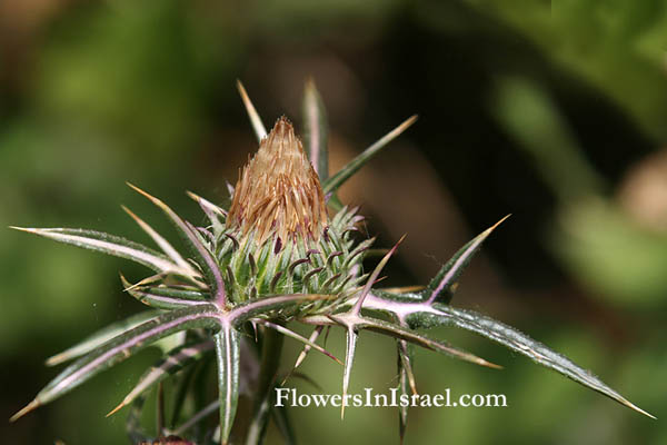 Flora of Israel online