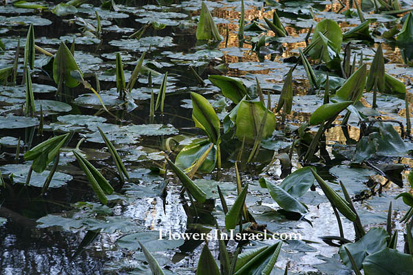Nuphar lutea, Yellow Pond-lily, נופר צהוב