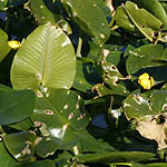 Nuphar lutea, Yellow Pond-lily,
Hebrew: נופר צהוב 