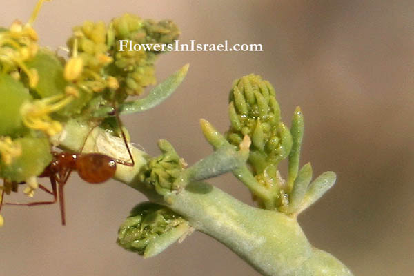 Ochradenus baccatus, Taily Weed, ריכפתן מדברי