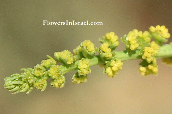 Ochradenus baccatus, Taily Weed, ריכפתן מדברי