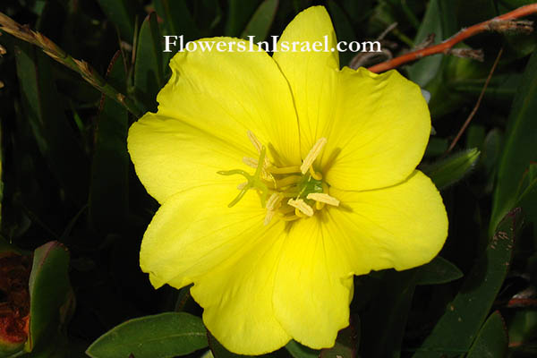 Blommor i Israel: Oenothera drummondii, Beach evening primrose, נר-הלילה החופי