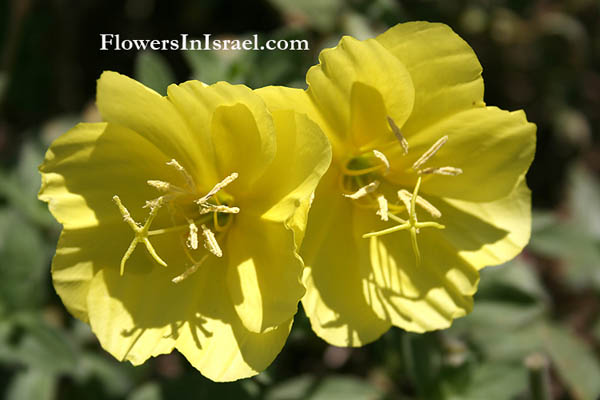 oenothera drummondii