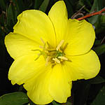 Oenothera drummondii, ישראל, פרחים, פרחי בר, פרחים צהובים