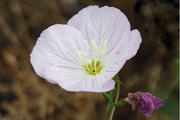 Oenothera rosea, Hartmannia rosea, Rose Evening Primrose, Rosy Evening-primrose, Pink Evening-primrose, أخدرية وردية ,נר-הלילה הוורוד