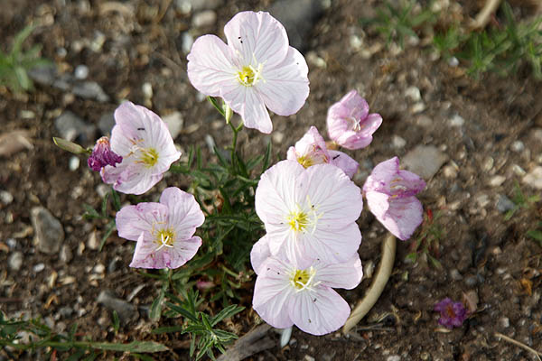 Oenothera rosea, Hartmannia rosea, Rose Evening Primrose, Rosy Evening-primrose, Pink Evening-primrose, נר-הלילה הוורוד