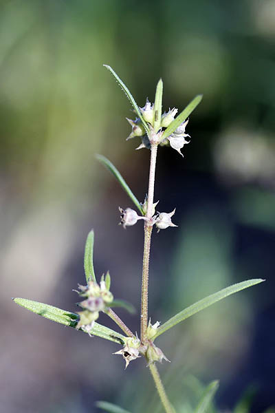 Oldenlandia capensis, Karamyschewia hedyotoides, Theyodis octodon, Madder, אולדנית הכף