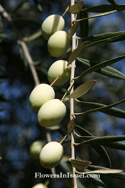 Olea europaea, Olivetree,زيتون, Zaytun, זית אירופי