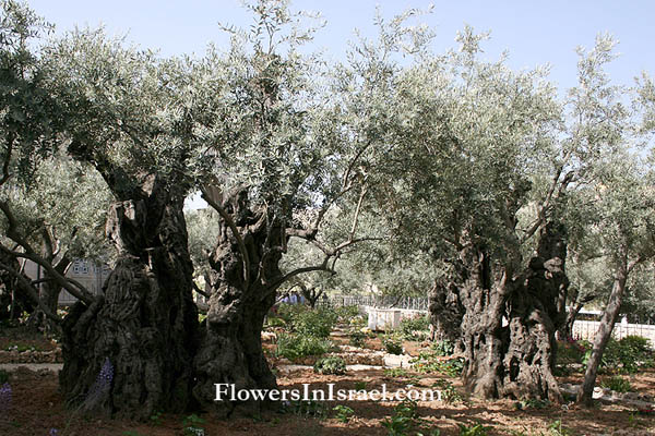 Wilde bloemen in Israel