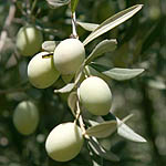 Olea europaea, Olivetree, זית אירופי,  زيتون 