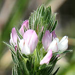 Ononis alopecuroides, Israel, Flora, Wildflowers, Plants