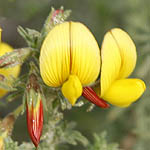 Ononis natrix, ישראל, פרחים, פרחי בר, פרחים צהובים