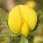 Ononis pubescens, ישראל, פרחים, פרחי בר, פרחים צהובים
