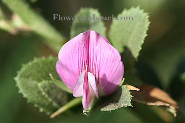 Ononis pubescens, Downy Rest-harrow, שברק דביק, الشبرق الزغبي