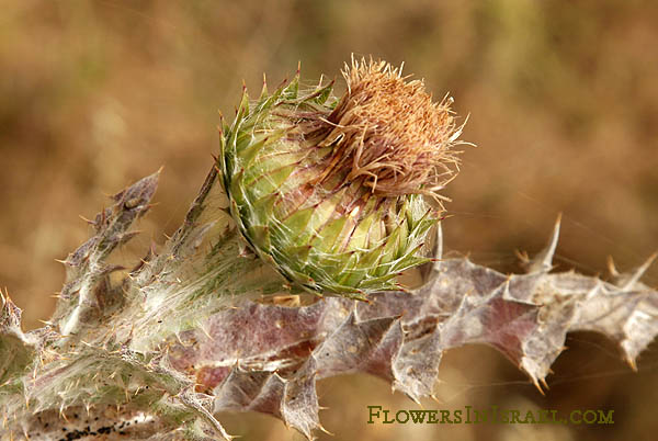 Onopordum blancheanum, Cottonthistle, חוחן בלאנש