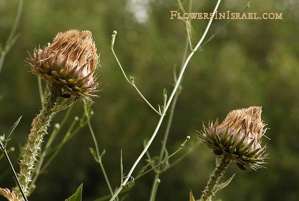 Onopordum blancheanum, Cottonthistle, شوك ,חוחן בלאנש