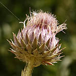 Onopordum blancheanum, Cottonthistle, חוחן בלאנש, Israel, wild purple flowers