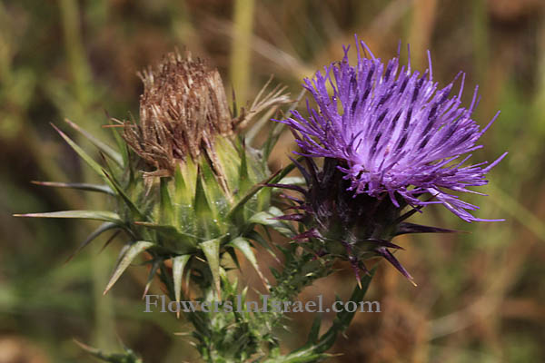 Israel wildflowers, Israel fleurs sauvages