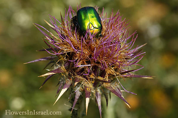 Onopordum carduiforme, Onopordum telavivense, False plumed-thistle, חוחן קרדני 