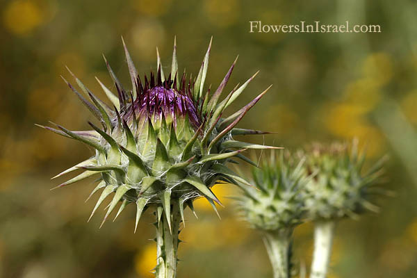 Onopordum carduiforme, Onopordum telavivense, False plumed-thistle, חוחן קרדני 