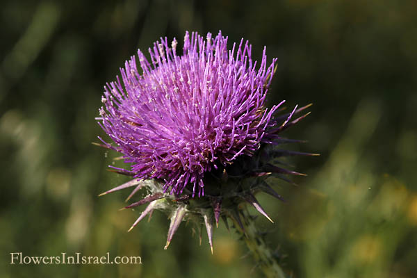 Onopordum carduiforme, Onopordum telavivense, False plumed-thistle, חוחן קרדני 