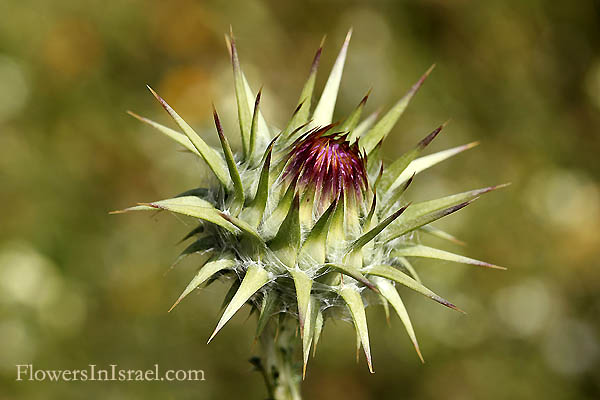 Onopordum carduiforme, Onopordum telavivense, False plumed-thistle, חוחן קרדני 