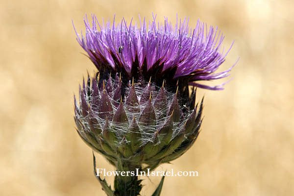 Flora of Israel online, Native plants, Palestine