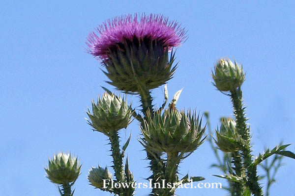 Onopordum cynarocephalum, Artichoke Cotton-thistle,اقسون حرفشي الرأس ,חוחן הקינרס