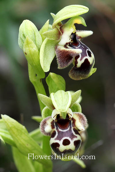 Ophrys flavomarginata,Yellow Rimmed Ophrys, الأوفريس أصفر الهوامش,דבורנית צהובת-שוליים