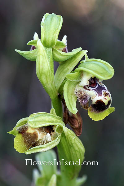 Ophrys flavomarginata,Yellow Rimmed Ophrys, דבורנית צהובת-שוליים