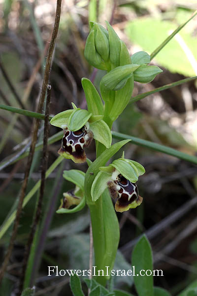 Ophrys flavomarginata,Yellow Rimmed Ophrys, الأوفريس أصفر الهوامش,דבורנית צהובת-שוליים