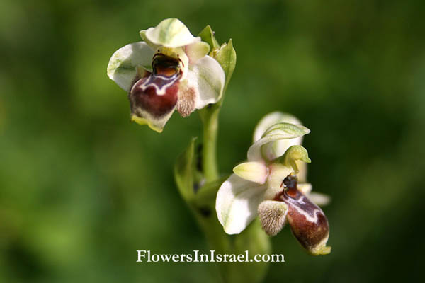 Ophrys umbilicata, Carmel Bee-Orchid,דבורנית דינסמור