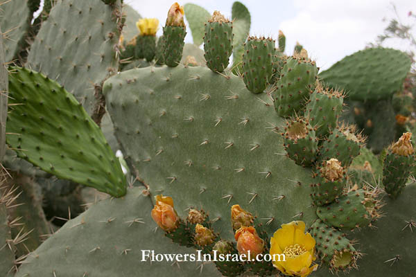 Israel, Flora, Palestine, Plants