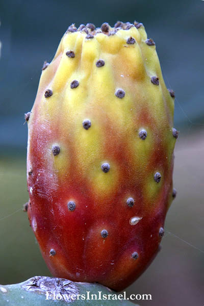 Opuntia ficus-indica, Opuntia occidentalis, Cactus ficus-indica, Opuntia compressa, Opuntia opuntia, Opuntia vulgaris, Prickly Pear, Barbary fig, Tuna fig, צבר מצוי , تين شوكي 